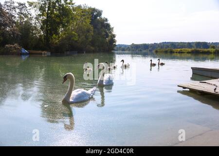 Geographie / Reisen, Deutschland, Bayern, Europa Reservierung Lower Inn, Mute Swans mit Küken, ZUSÄTZLICHE-RIGHTS-CLEARANCE-INFO-NOT-AVAILABLE Stockfoto