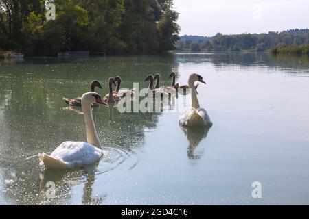 Geographie / Reisen, Deutschland, Bayern, Europa Reservierung Lower Inn, Mute Swans mit Küken, ZUSÄTZLICHE-RIGHTS-CLEARANCE-INFO-NOT-AVAILABLE Stockfoto