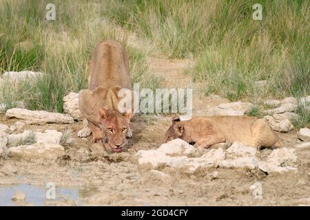 Löwin (Panthera Leo) und Baby Löwe trinken. Etosha Nationalpark, Namibia, Afrika Stockfoto