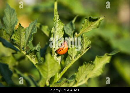 Kolorado Potato Käfer Larven essen Blatt der Pflanze. Grün verschwommener landwirtschaftlicher Hintergrund. Pest Larve auf dem Kartoffelstrauch in der Abendsonne Lichter Stockfoto