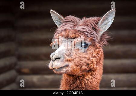 Portrait Nahaufnahme eines niedlichen braunen Alpaka auf einem Bauernhof Stockfoto