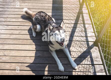 Sibirischer Husky liegt auf einer Holzfläche im Freien und schaut nach oben. Gesunder, glücklicher Erwachsener Hund mit blauen Augen Stockfoto