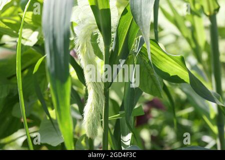 Setaria viridis Nahaufnahme. Blume Fuchsschwanz Unkraut in der grünen Natur Stockfoto