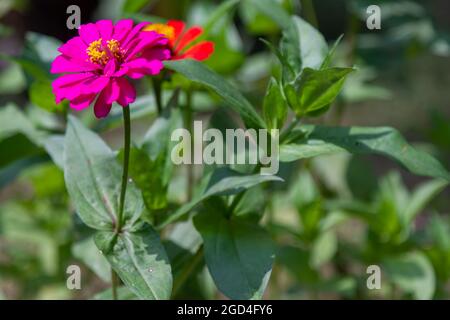 Papierblumen mit der Art von Zinnia Ellegants oder Zinnia violacea blühen mit schönen Farben Stockfoto