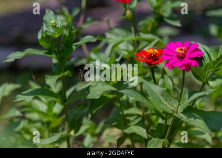 Papierblumen mit der Art von Zinnia Ellegants oder Zinnia violacea blühen mit schönen Farben Stockfoto