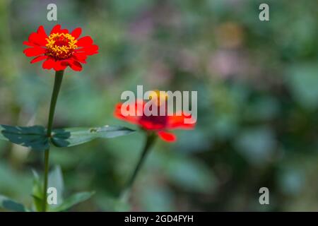 Papierblumen mit der Art von Zinnia Ellegants oder Zinnia violacea blühen mit schönen Farben Stockfoto