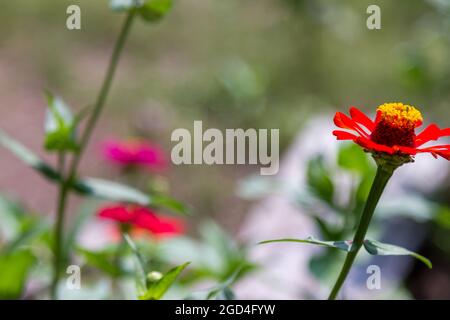 Papierblumen mit der Art von Zinnia Ellegants oder Zinnia violacea blühen mit schönen Farben Stockfoto