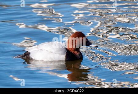 Gewöhnliches Pochard (Aythya ferina) Männchen im Winter in geschmolzenem Wasser Stockfoto