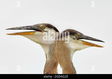 Große, blaue Reiher-Geschwister, die vom Nest aus herumschauen Stockfoto