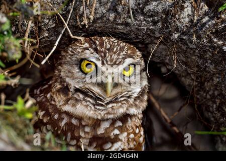 Grabende owl Sucht bedeuten, während das Nest. Stockfoto