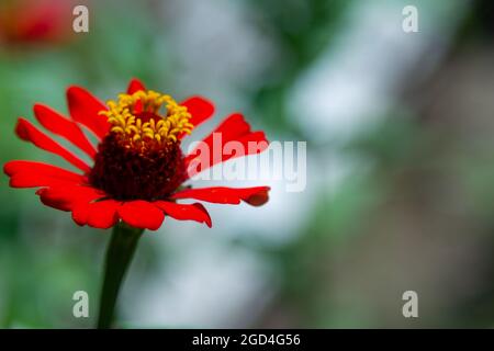 Papierblumen mit der Art von Zinnia Ellegants oder Zinnia violacea blühen mit schönen Farben Stockfoto
