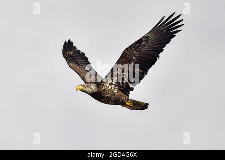 Junger Weißkopfadler fliegt über Stockfoto