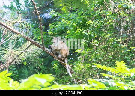 Alter männlicher Affe in niedlichem Baumkape auf dem Hintergrund von regenbewaldeten Bergen. Endemische Fauna Sri Lankas. Blassfronten-Toque-Makak (Macaca sinica au Stockfoto