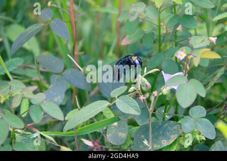 Wilde Biene, Carpenter Biene (Xylocopa sp.) bei Blüte sammelt Nektar und bestäubt Blumen. Sri Lanka Stockfoto