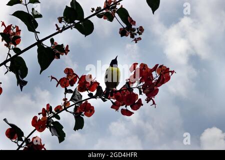 Purpur-rumped Sunbird (Nectarinia zeylonica) Vogel trinken nectarfrom Ipomea (Morning Glory) Rebe mit roten Blumen. Sri Lanka, Dezember Stockfoto