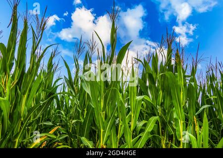 Maisfeld-Plantage an sonnigen Tagen mit wolkig blauem Himmel Stockfoto
