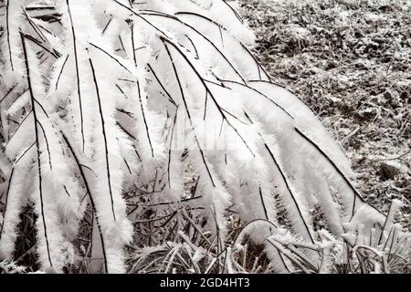 Weißer Frost (Reif) auf den Ästen des Baumes ist Exquisit in der Anmut der langen dünnen Kristalle - Teller-Kristall Frost Stockfoto