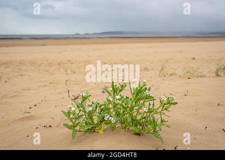 Europäische Searocket oder Cakile maritima mit kleinen weißen Blumen an einem Sandstrand von Swansea, Wales, Großbritannien Stockfoto