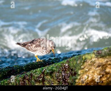 Purple Sandpiper (Calidris maritima) überwintern entlang der Zuidpier mit Wellen im Hintergrund Stockfoto