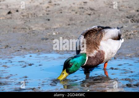 Mallard (Anas platyrhynchos) Nahrungssuche im Nahbereich (Balgzand) Stockfoto