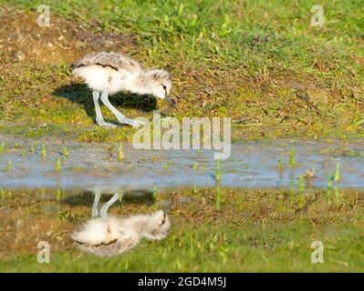 Ried Avocet (Recurvirostra avosetta) Küken Futter Stockfoto