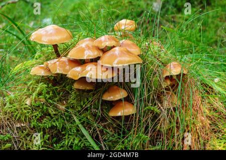 Nasse Pilze wachsen auf einem Grasbüschel im Wald Stockfoto