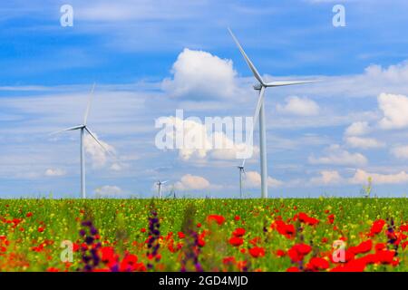 Windturbinen (erneuerbare Energiequelle) mit Ackerfeld und Wildblumen im Vordergrund. Stockfoto