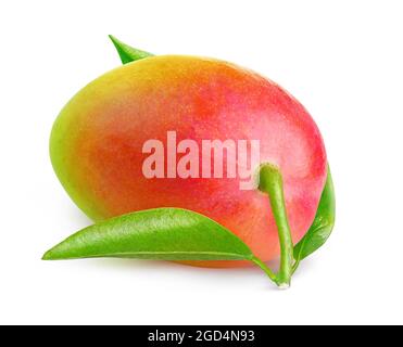 Tropische Früchte. Eine rote Mango isoliert auf weißem Hintergrund Stockfoto