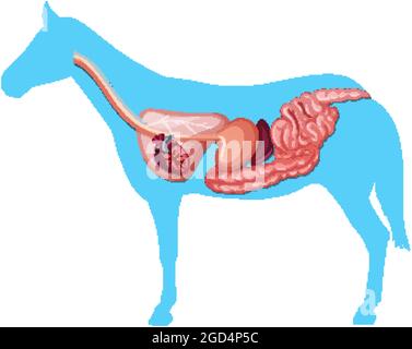 Innere Anatomie eines Pferdes isoliert auf weißem Hintergrund Illustration Stock Vektor