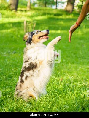 Liebenswert glücklich gesichtet Australian Shepherd Hund gibt Pfote an Besitzer Hand während des Spaziergangs im Park Stockfoto
