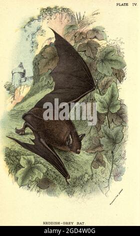 Natterer-Fledermaus (Myotis nattereri) [hier als rötlich-graue Fledermaus Vespertilio nattereri] ist eine europäische vespertilionide Fledermaus[2] mit blassen Flügeln. Es hat braunes Fell, das zu gräulich-weiß auf der Unterseite tendiert. Sie ist auf dem größten Teil des europäischen Kontinents, Teilen des Nahen Ostens und Nordafrikas zu finden. Sie ernährt sich von Insekten und anderen Wirbellosen, die sie am Flügel fängt oder am Boden verfolgt. Aus dem Buch "A Hand-book to the British Mammalia" von Richard Lydekker, 1849-1915 Veröffentlicht in London, von Edward Lloyd im Jahr 1896 Stockfoto