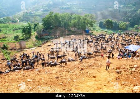 Can Can Viehmarkt in der Provinz Lao Cai im Norden Vietnams Stockfoto