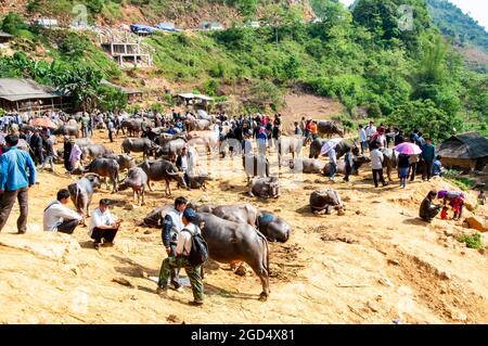 Can Can Viehmarkt in der Provinz Lao Cai im Norden Vietnams Stockfoto