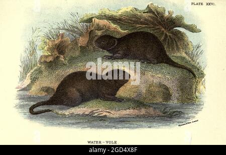 Die europäische Wasserwühlmaus oder nördliche Wasserwühlmaus (Arvicola amphibius hier als Microtus amphibius) ist ein semi-aquatisches Nagetier. Sie wird oft informell Wasserratte genannt, obwohl sie nur oberflächlich einer echten Ratte ähnelt.[3] Wasserwühlmäuse haben rundere Nasen als Ratten, tiefbraunes Fell, mollige Gesichter und kurze flauschige Ohren; im Gegensatz zu Ratten sind ihre Schwänze, Pfoten und Ohren mit Haaren bedeckt. Aus dem Buch "A Hand-book to the British Mammalia" von Richard Lydekker, 1849-1915 Veröffentlicht in London, von Edward Lloyd im Jahr 1896 Stockfoto