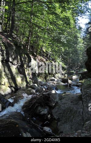 Große Ohe in der Steinklamm in Spiegelau Stockfoto