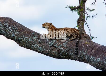 Leopard (Panthera pardus) auf einem Baum. In der Serengeti National Park, Tansania fotografiert. Stockfoto