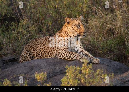 Leopard (Panthera pardus) auf einem Baum. In der Serengeti National Park, Tansania fotografiert. Stockfoto