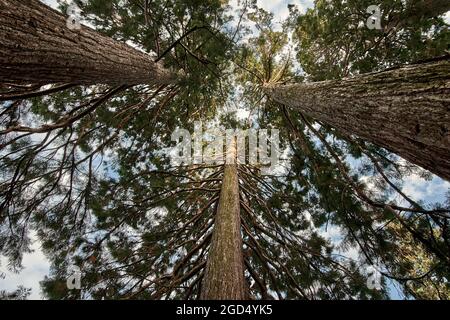 Riesenmammutbäume, kalifornische Redwood-Bäume (Sequoiadendron giganteum) von unten mit blauem Himmel-Hintergrund in Baden-Baden, Deutschland. Stockfoto