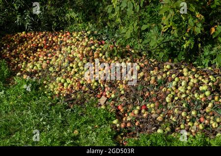 Verdorbene Äpfel in einem großen Haufen am Rande eines Obstgartens im Dorf Stockfoto