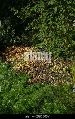 Stapel von schlechten und faulen Äpfeln unter dem Gras am Rand des Obstgartens vertikale Ausrichtung Stockfoto