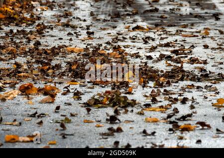 Ahornhaufen hat in einem indischen Sommer auf einer Asphaltstraße Blätter fallen lassen Stockfoto