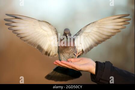 Nahaufnahme einer Feral-Taube, die auf einer Hand landet, Großbritannien. Stockfoto