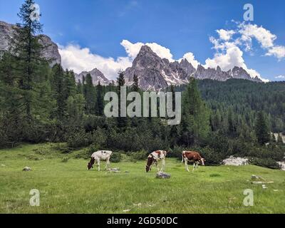 Schöne Aussicht auf Kuhweide in den italienischen dolomiten in der Nähe der tre cime di lavaredo, Wanderlust, Urlaub Stockfoto