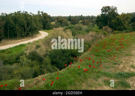 Beeri Forest ist ein National Forest and Nature Reserve im westlichen Negev, Israel Stockfoto