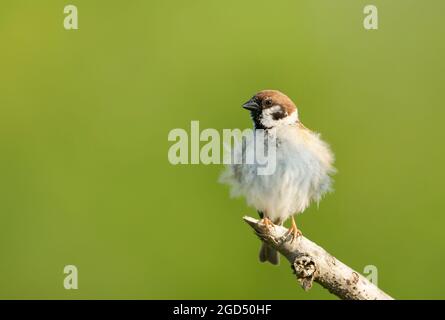 Nahaufnahme eines Baumspereils (Passer montanus), der auf einem Ast vor grünem Hintergrund steht, Großbritannien. Stockfoto