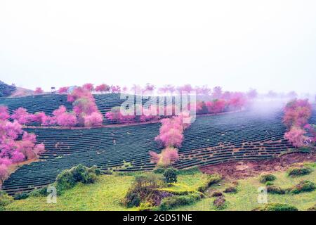 Schöne Blumenblüte in Sapa Stadt Lao Cai Provinz Nordvietnam Stockfoto