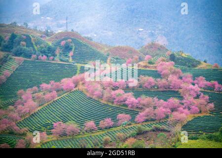 Schöne Blumenblüte in Sapa Stadt Lao Cai Provinz Nordvietnam Stockfoto