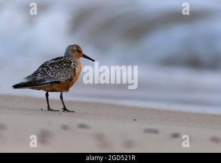 Ein Rotknot (Calidris canutus) im Sommergefieder, Norfolk Stockfoto