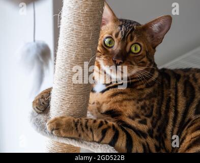 Niedliche bengalkatze, die auf einem Katzenregal eines Katzenhauses liegt Stockfoto