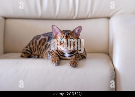 Bengal Katze liegt auf einem hellen Ledersessel Stockfoto